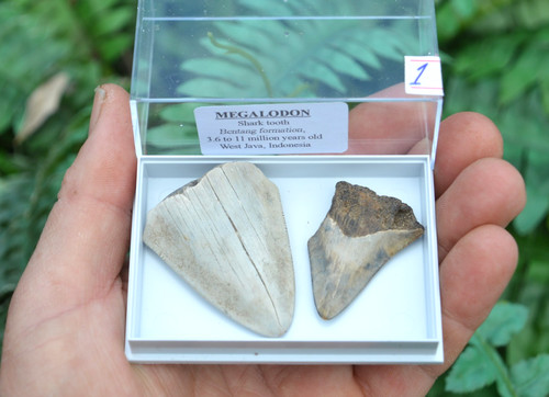 Real megalodon sharks - 2, x