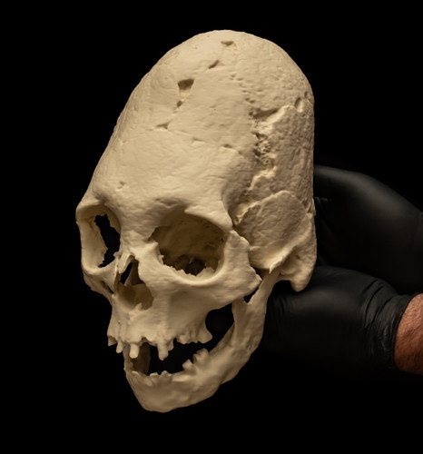 Human skull replica elongated - skull,