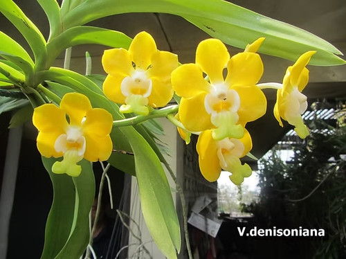 Rare vanda denisoniana - rare,
