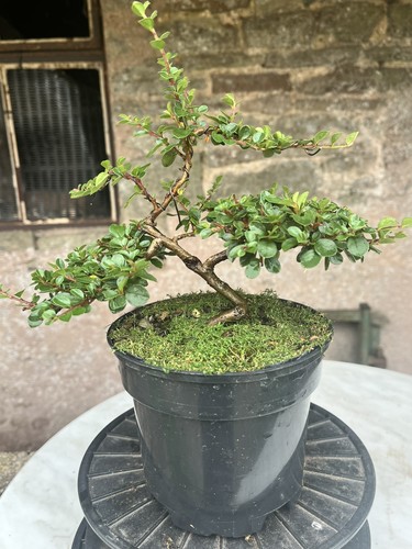 Bonsai starter cotoneaster - bonsai,