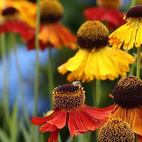 Helenium autumnale red gold - &,