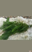 8 strands Hornwort