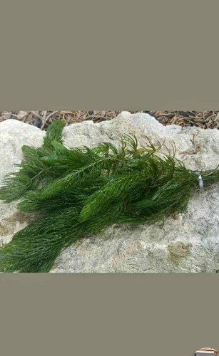 Strands hornwort - strands,