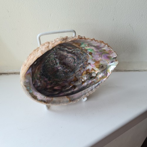 Natural abalone shell - natural,