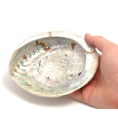 Abalone shell 14cm - shell,