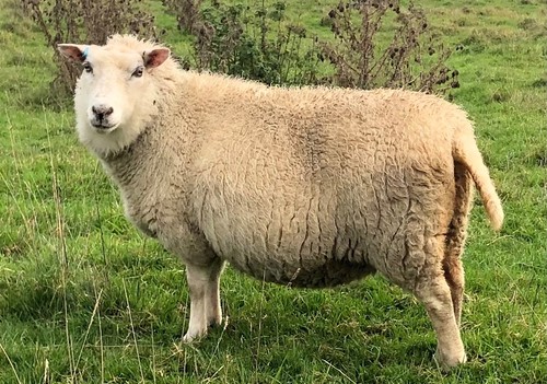 Whole raw sheeps fleece - whole,