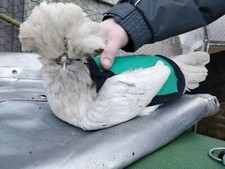 Cotton CHICKEN SADDLE | Chicken Apron | Spur Resistant | Hen Feather Protector