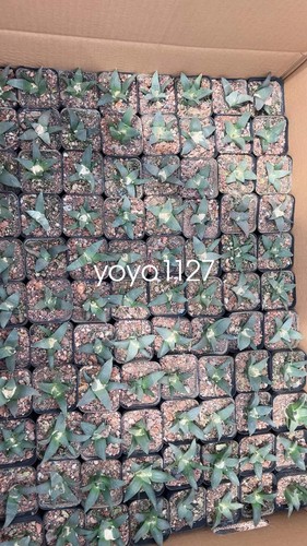 5pcs 5cm ariocarpus retusus - 5pcs,