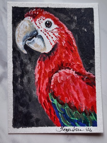 Aceo original greenwing - greenwing, macaw