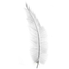 Ostrich Feathers - White -10"