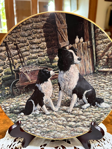 Border fine arts collie - border,