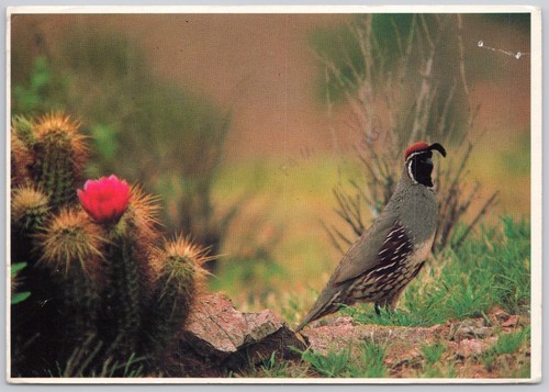 Bird gambel quail animal - quail,