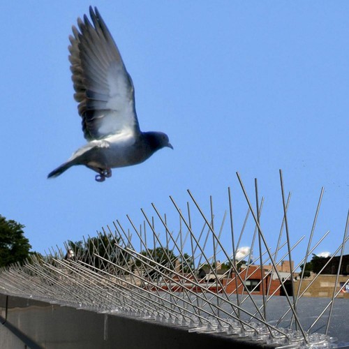 Fence wall spike bird - wall,