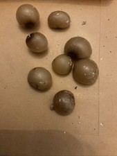 5 Seeds Of Clivia Miniata