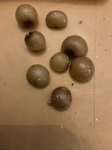 Seeds clivia miniata - seeds,