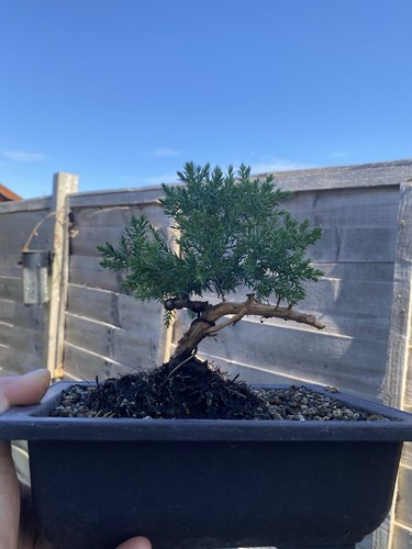 Juniper bonsai tree - bonsai,