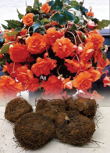 Orange pendula begonia - orange,