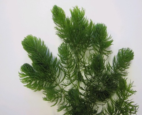 Oxygenating hornwort - x,