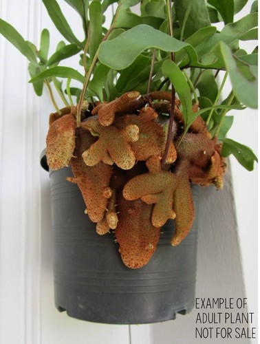 Rare grown lecanopteris - grown,
