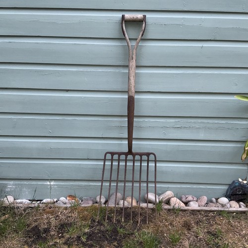 Vintage antique beet - vintage, parsnip