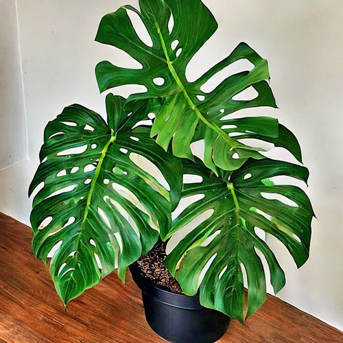 Monstera deliciosa swiss - monstera,