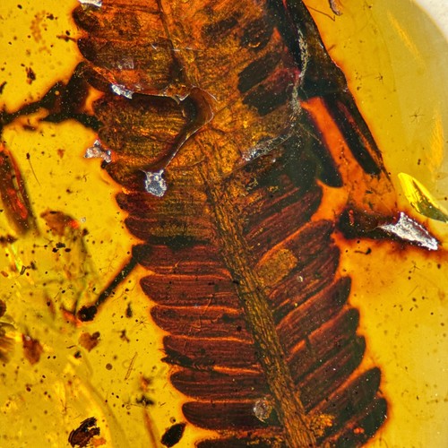 Stunning leaf inclusion - leaf, in