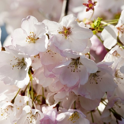 Japanese amanogawa pink - amanogawa,