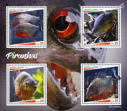 Piranhas piranha fish fishes - piranha,