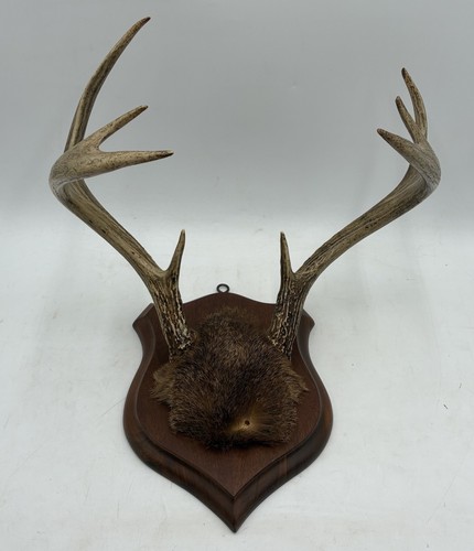 Point whitetail deer real - whitetail,
