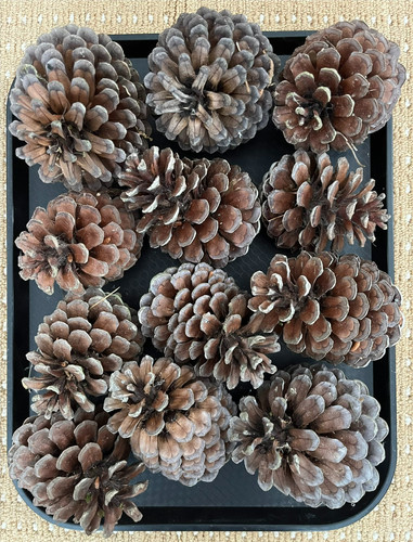 Natural pine cones - cones, craft