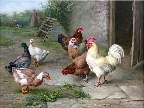 Pecking order farmyard rooster - pecking,