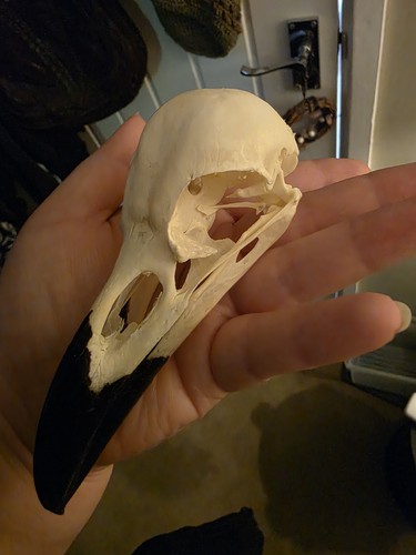 Real raven skull - raven, with