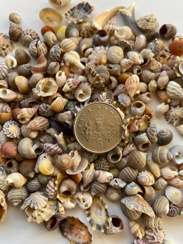 Miniature sea shells - sea,