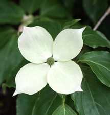 Cornus kousa var teutonia |