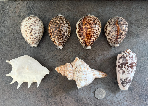Seven beautiful sea - shells, of