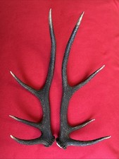 PAIR OF RED DEER ANTLERS 816g
