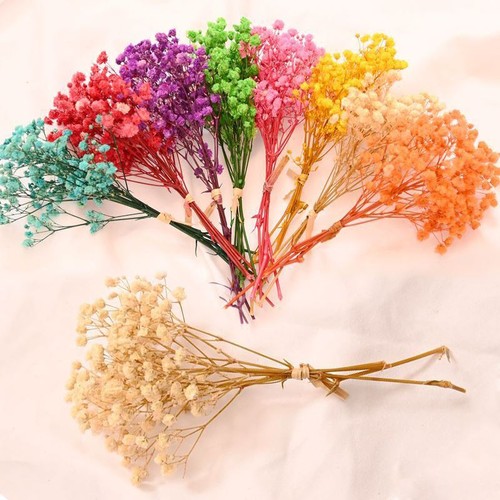 Dried coloured mini - dried,