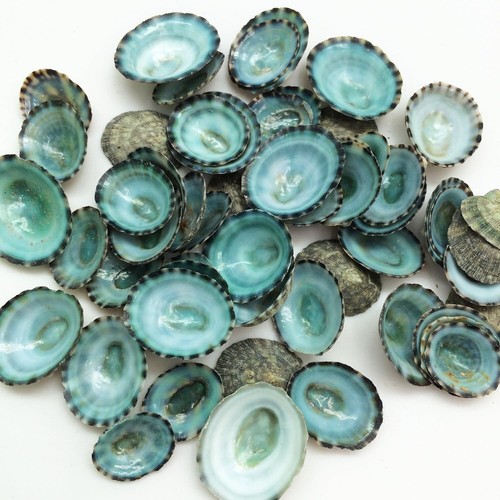 50pc green limpet shells - 50pc,