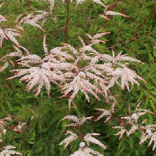 Aruncus woldemar meier 9cm - aruncus,
