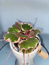 Saxifraga stolonifera