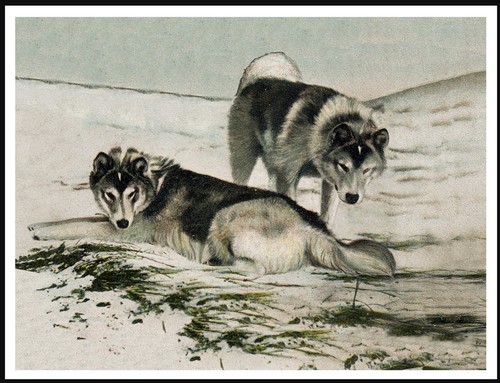 Siberian husky sledge dogs - sledge,