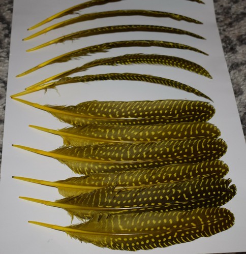 Yellow guinea fowl wing - guinea,