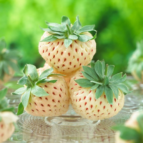 10x strawberry pineberry - 10x,