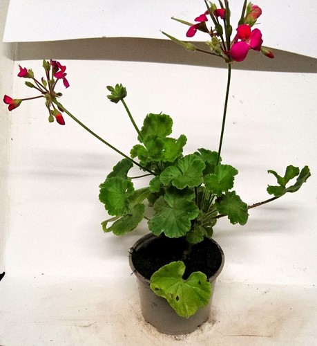 Pink geranium - pink,
