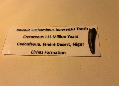 Dinosaur fossil tooth rare - dinosaur,