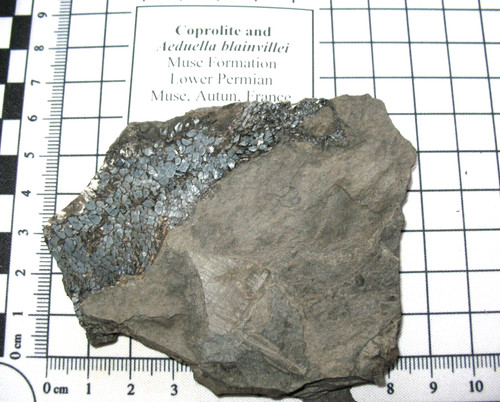 Permian fish fossil aeduella - permian,