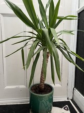 Yucca Plant, Approximately 1m In Height, Includes Designer Green Pot.