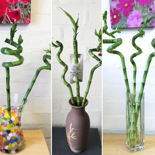 Spiral straight lucky bamboo - spiral,