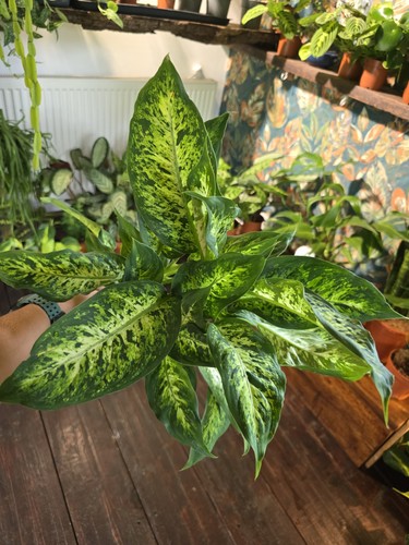 Dieffenbachia dumb came - dieffenbachia.,
