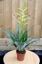 Tillandsia oerstediana (Giant